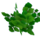 populus_leaves.png populus_leaves.png