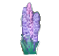hyacinth.png hyacinth.png