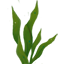 seaweed.png seaweed.png