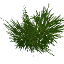 larch_leaves.png larch_leaves.png