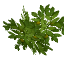 walnut_leaves.png walnut_leaves.png