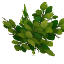 rainforest_arbor_leaves.png rainforest_arbor_leaves.png