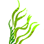 aquatic_plant.png aquatic_plant.png