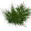 larch_leaves.png